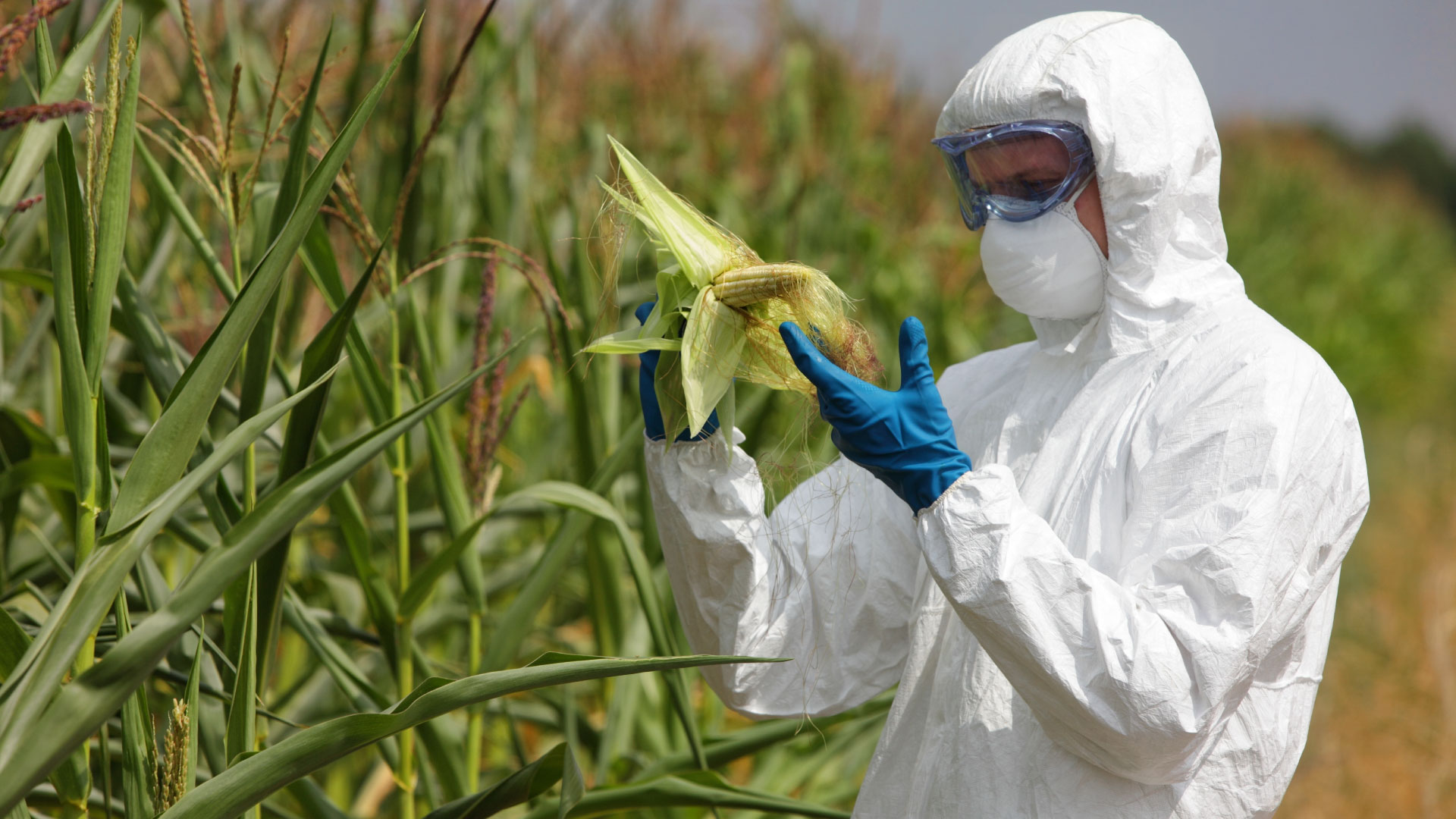 Farmer checking quality